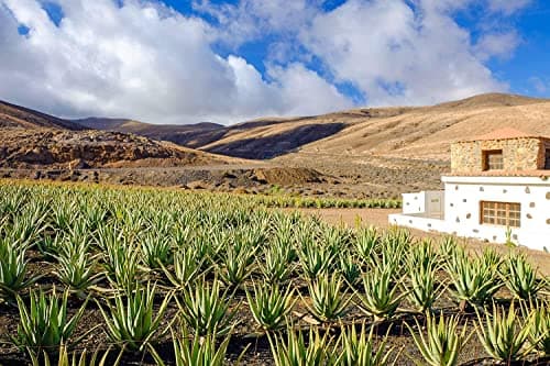 Dr. KIM BEISEL Reines Aloeveragel 98% (2 Stück à 200ml) für Sensibles Haut, Reinigung & Nourishment, pH-Gerecht & Bio-Ze
