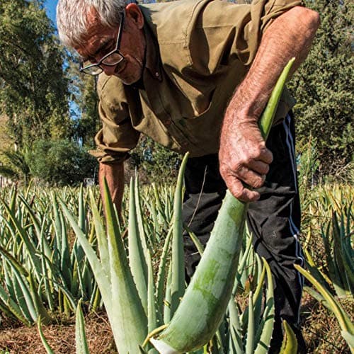 Dr. Jacob’s Aloe-vera-Gel-Saft BIO 1 Liter | Bio-Natürlich mit Vitamin C | Ohne Zucker & Konservierungsstoffe | EU Organ