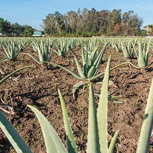 Dr. Jacob’s Aloe-vera-Gel-Saft BIO 1 Liter | Bio-Natürlich mit Vitamin C | Ohne Zucker & Konservierungsstoffe | EU Organ